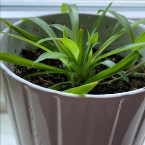 Meet your Posher, Cordelia